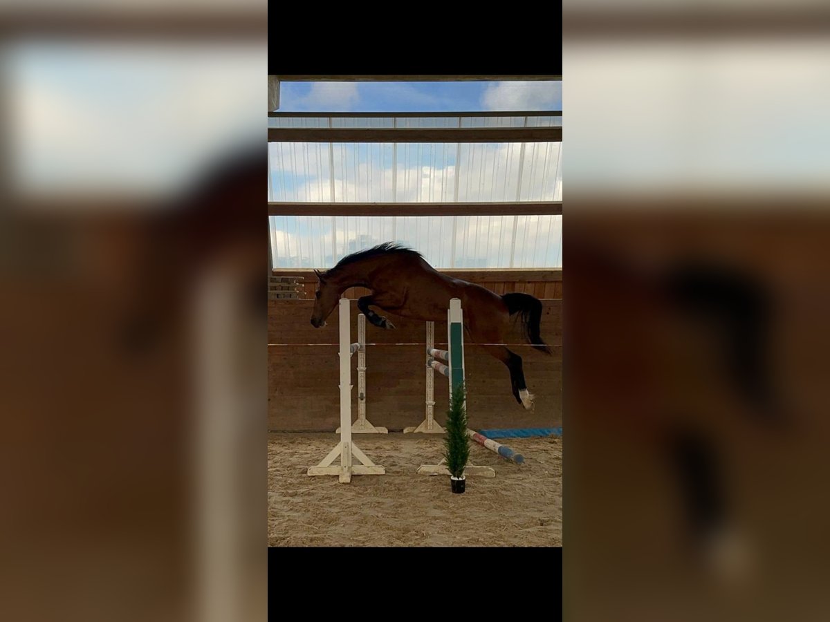 Holsteiner Jument 6 Ans 163 cm Bai in Chemnitz