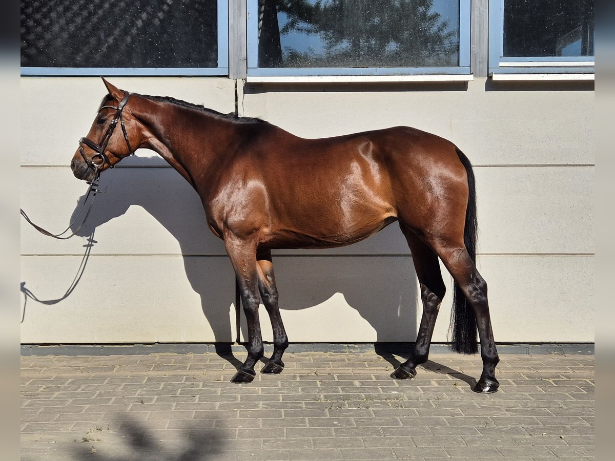 Holsteiner Jument 6 Ans 164 cm Bai brun in Hamm