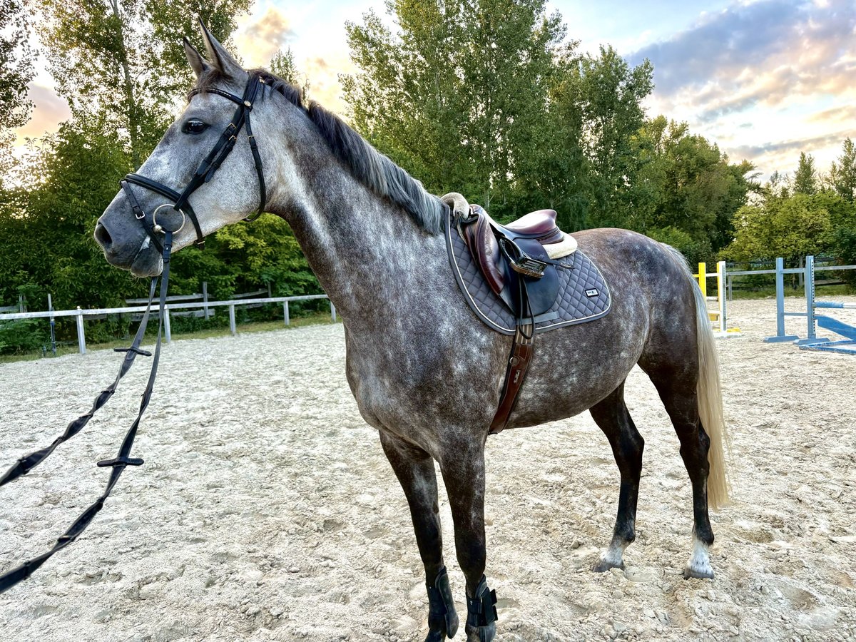 Holsteiner Jument 6 Ans 165 cm Gris moucheté in Sarr&#xF3;d