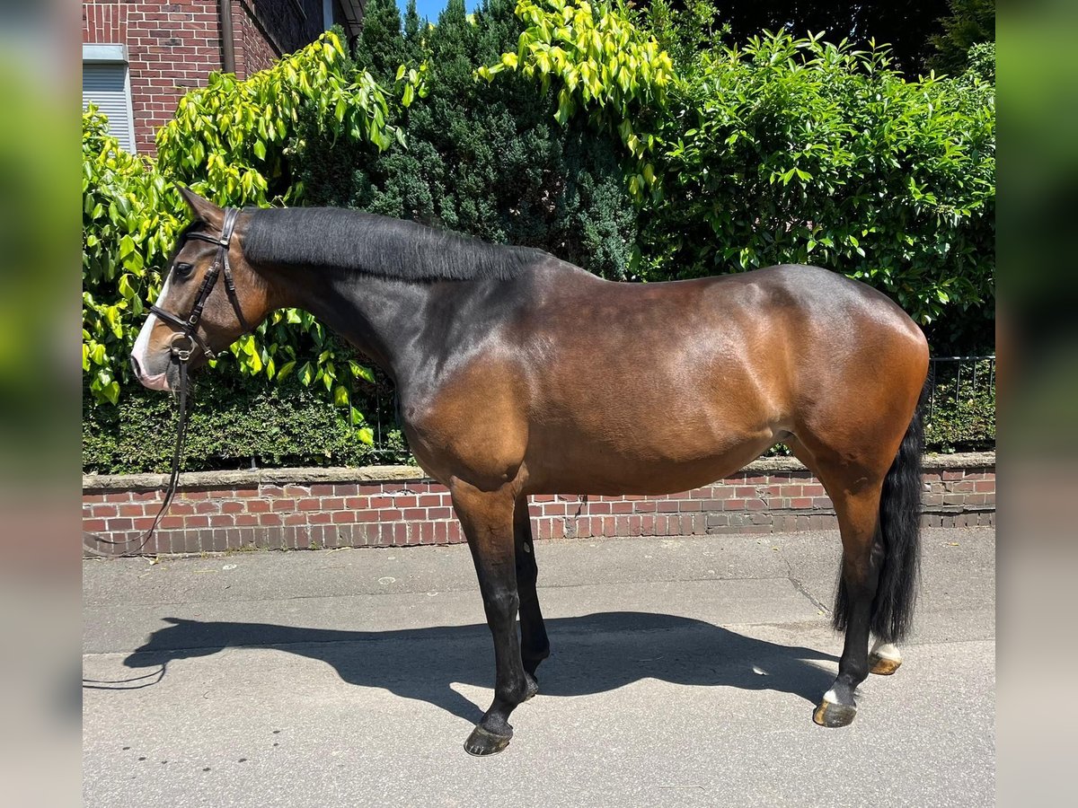Holsteiner Jument 6 Ans 167 cm Bai in Auetal