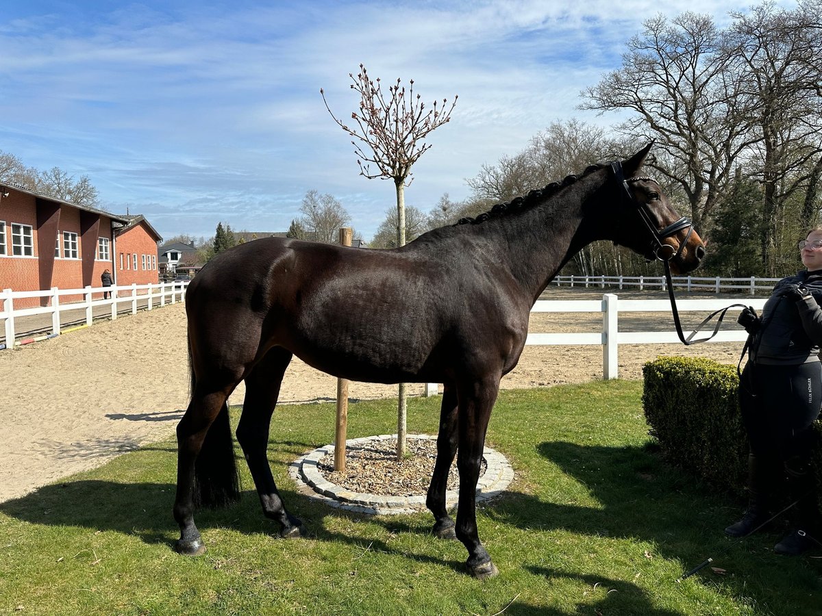 Holsteiner Jument 6 Ans 170 cm Bai brun in Worpswede