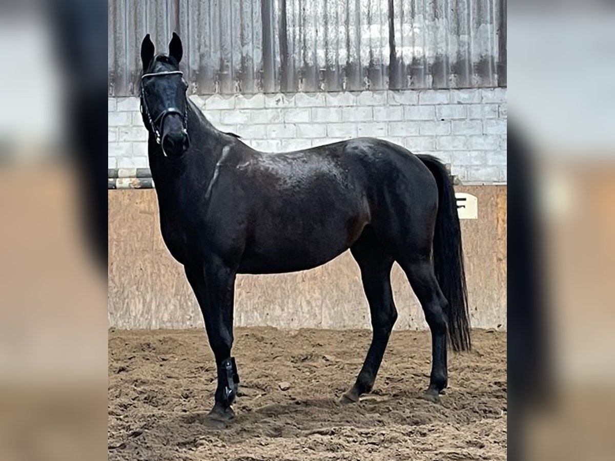 Holsteiner Jument 6 Ans 170 cm Bai brun foncé in Westerstede