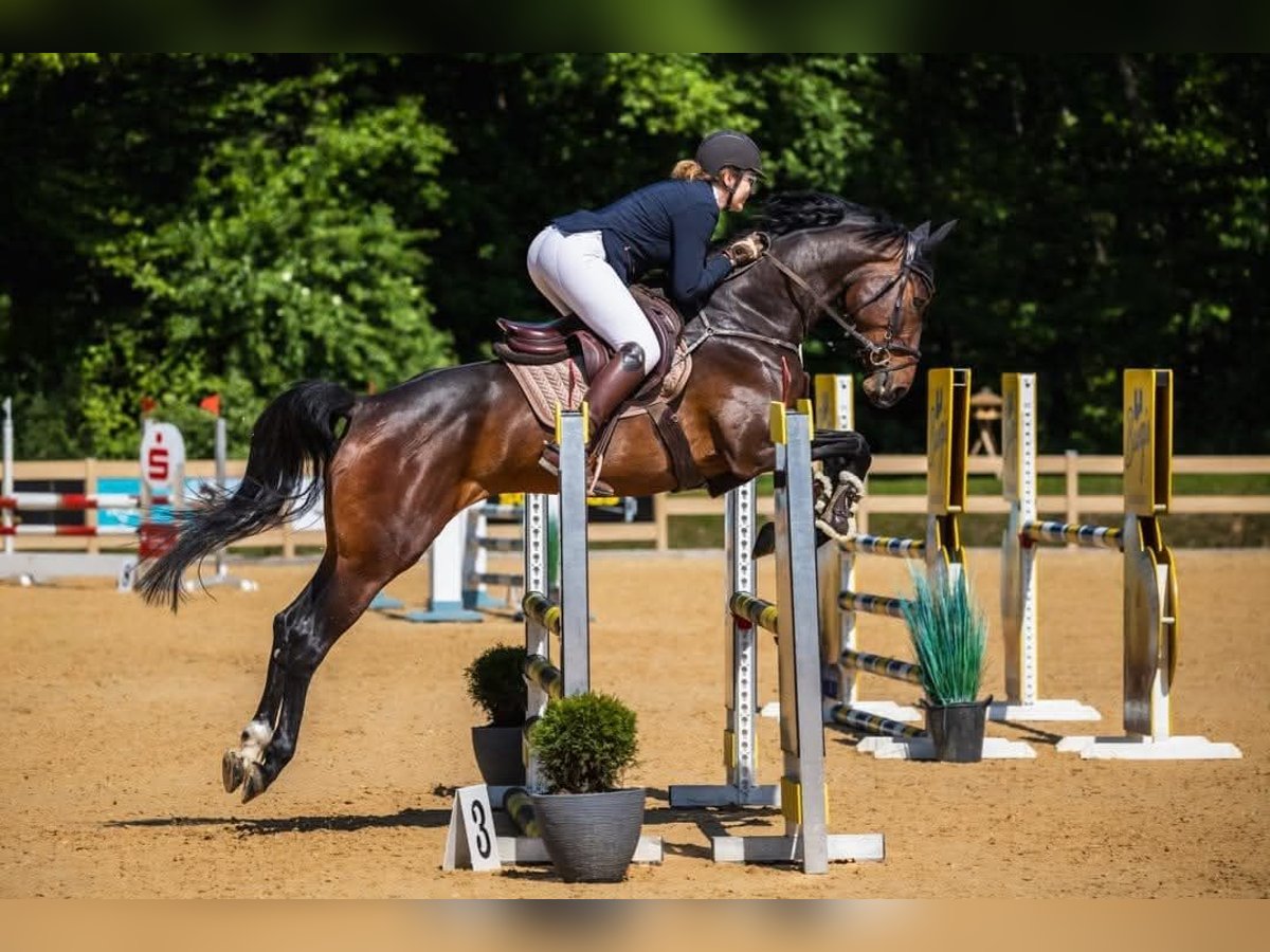 Holsteiner Jument 6 Ans 172 cm Bai brun in Aschheim
