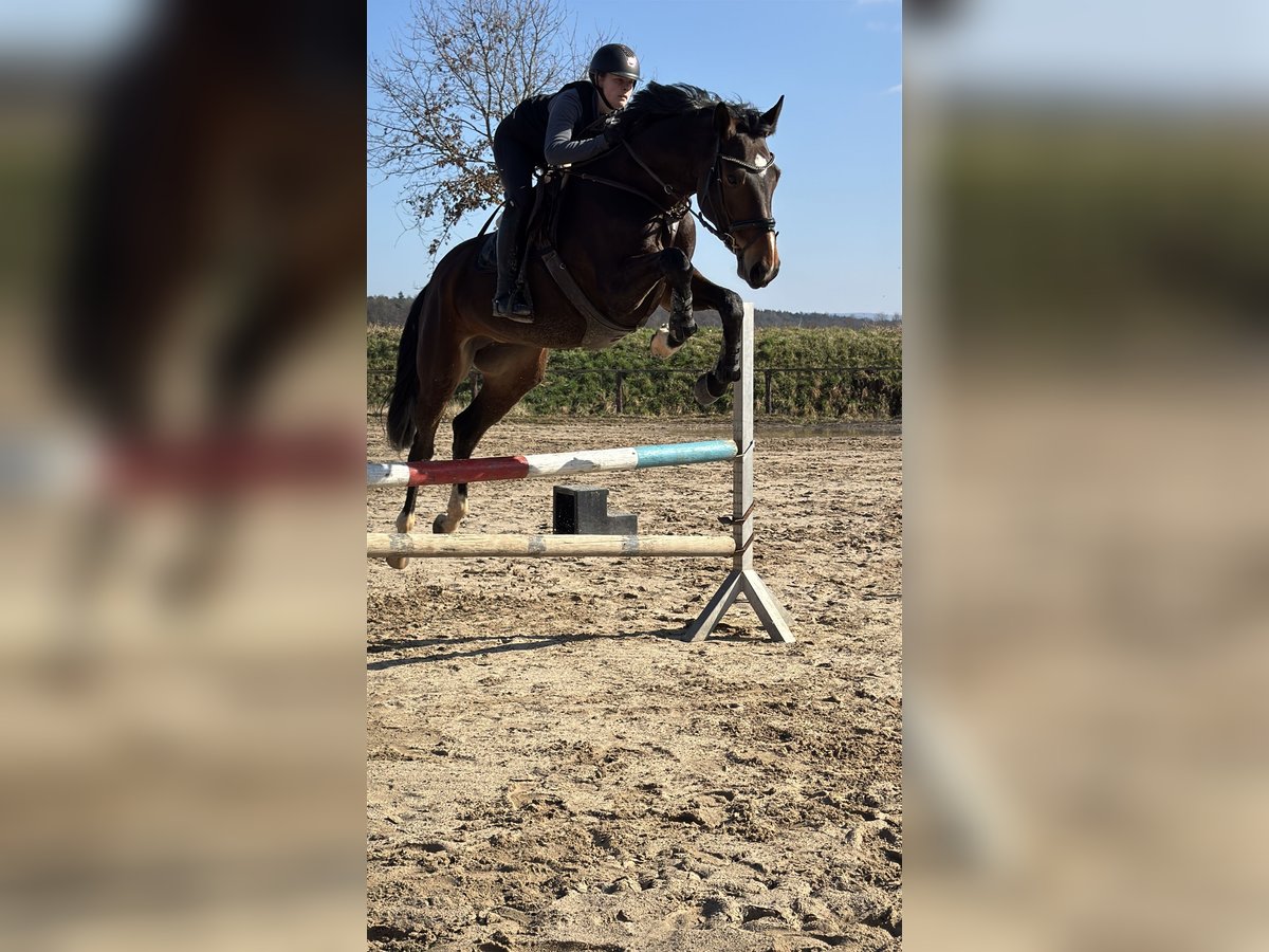 Holsteiner Jument 6 Ans 172 cm Bai in Babenhausen