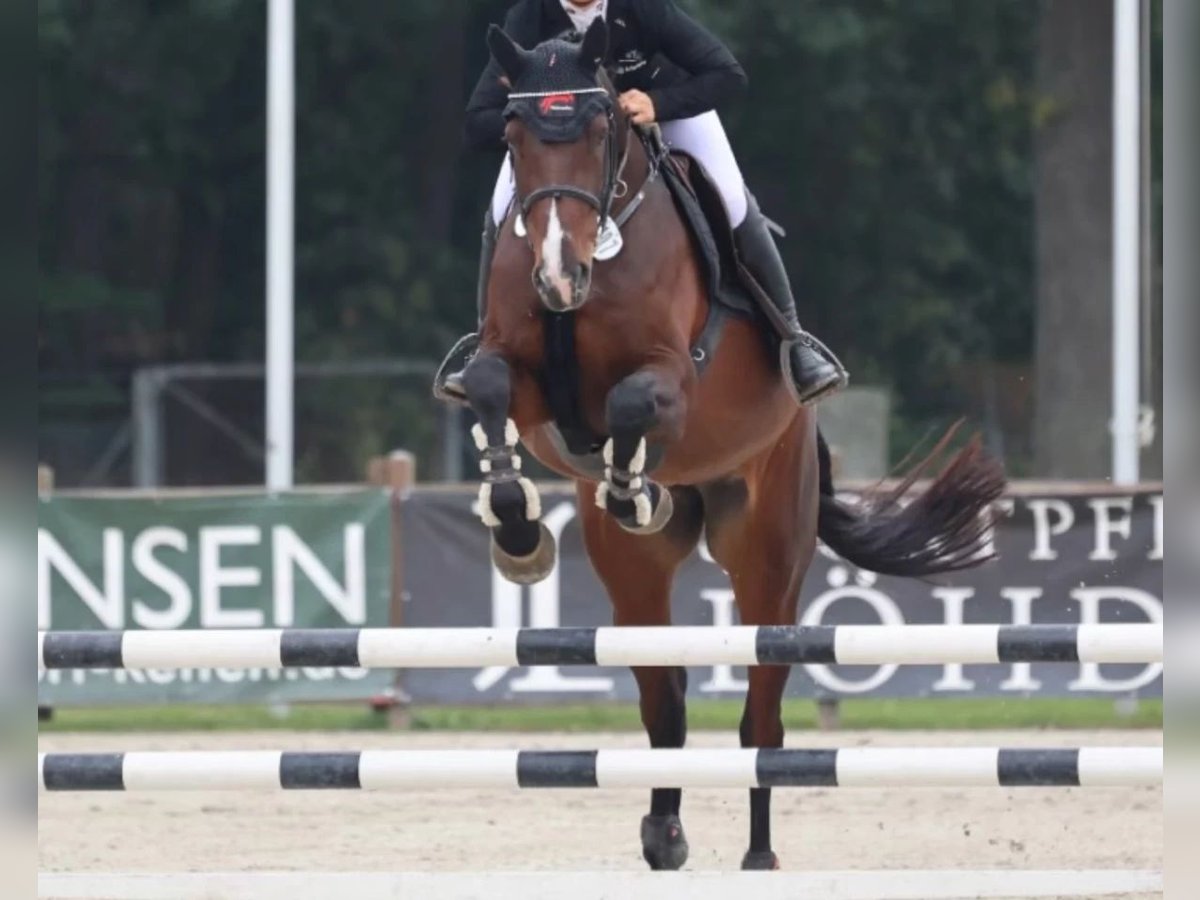 Holsteiner Jument 6 Ans 174 cm Bai in Heeslingen