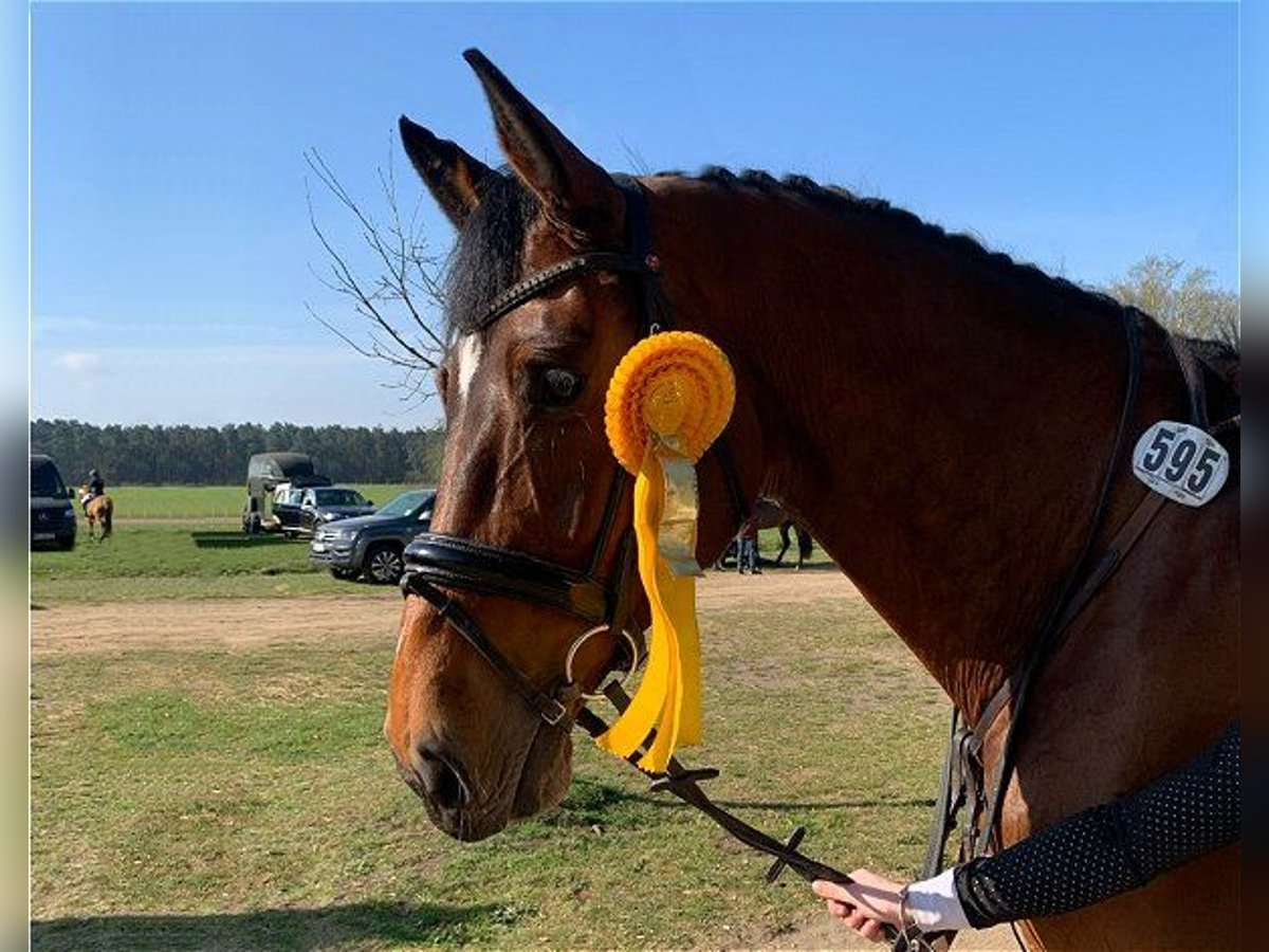 Holsteiner Jument 6 Ans 178 cm Bai in Verden (Aller)