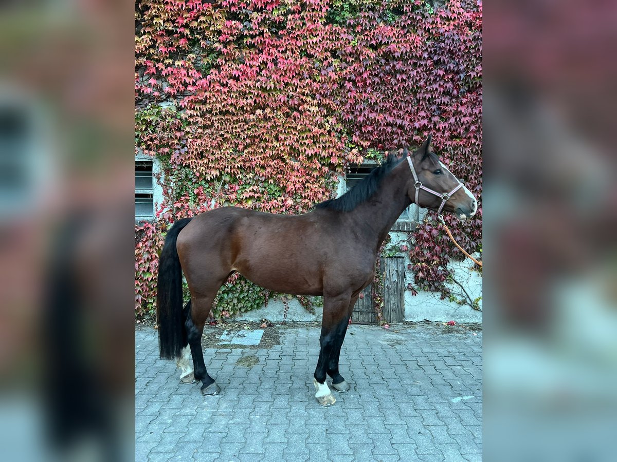 Holsteiner Jument 7 Ans 160 cm Bai in Tecklenburg