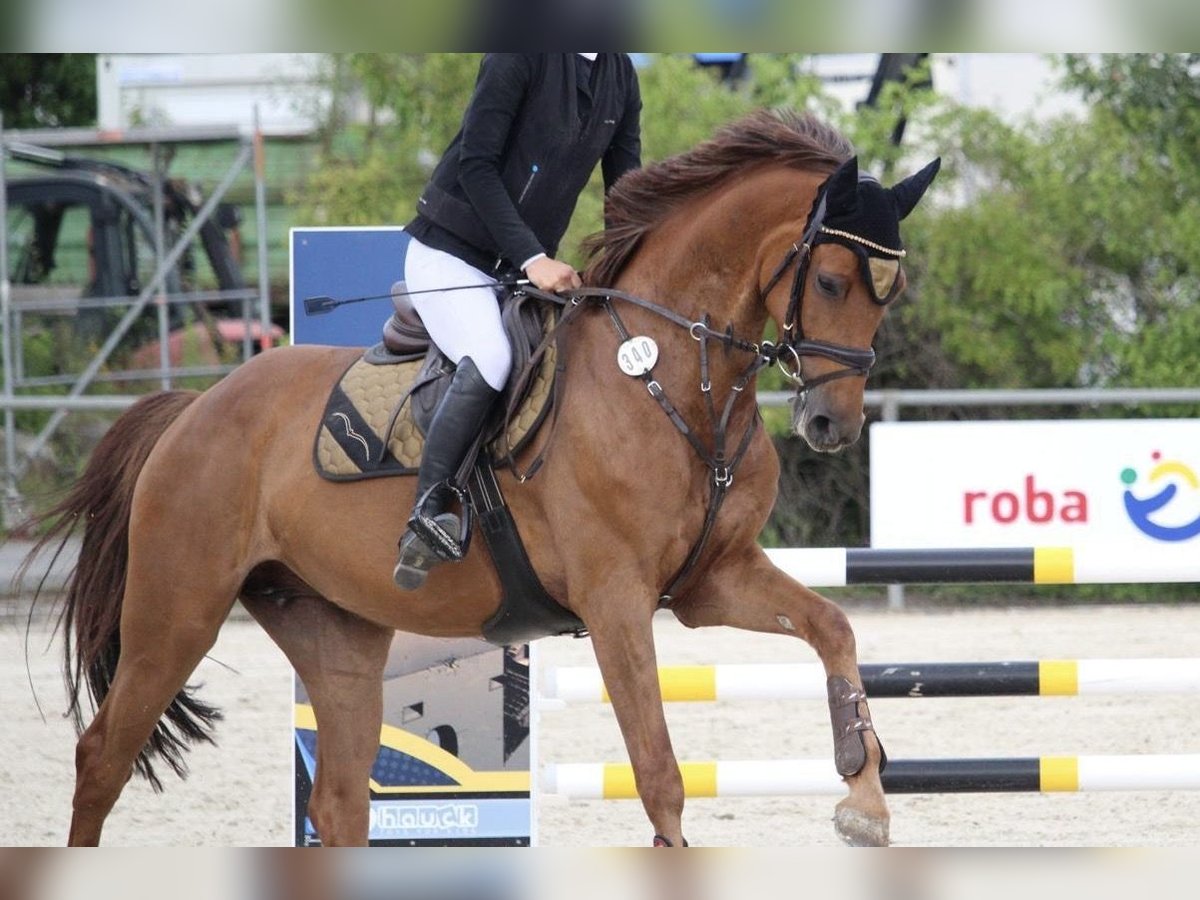 Holsteiner Jument 7 Ans 163 cm Alezan in Sonneberg