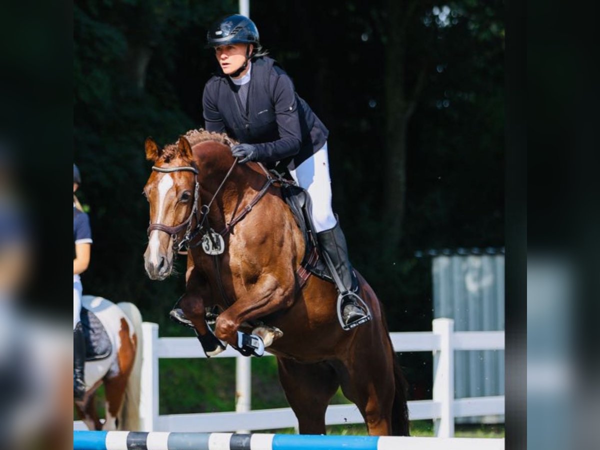 Holsteiner Jument 7 Ans 165 cm Alezan brûlé in Neukirchen