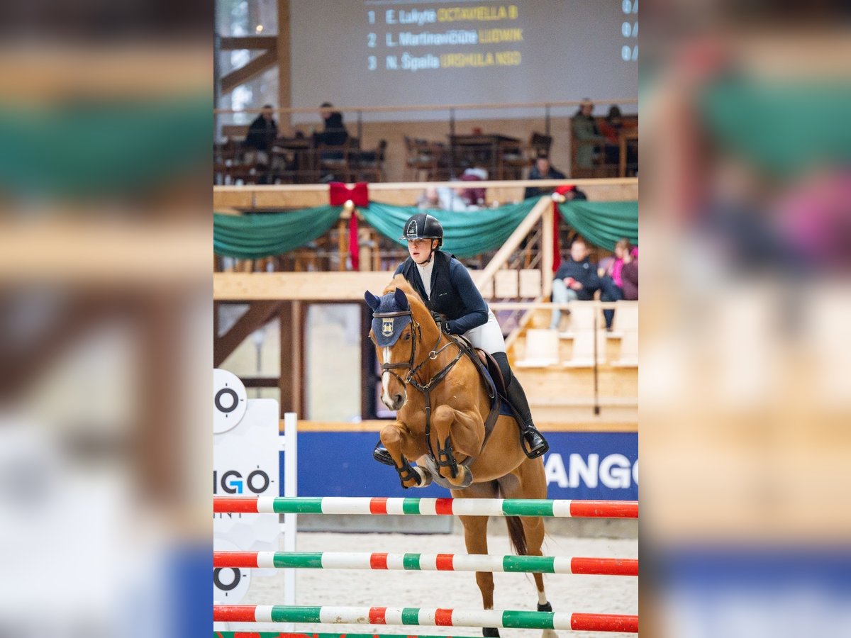 Holsteiner Jument 7 Ans 167 cm Alezan in Balkasodis, Alytus region