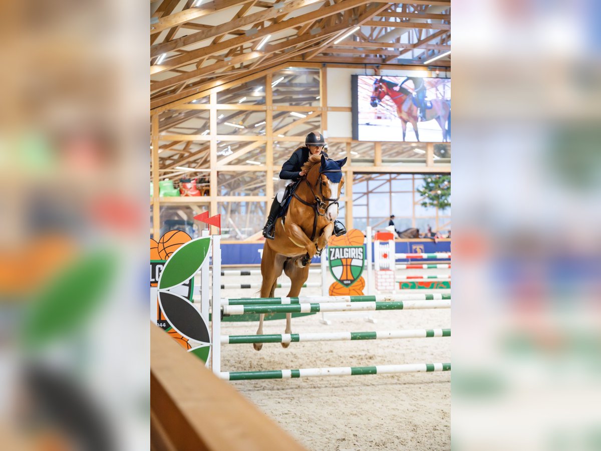 Holsteiner Jument 7 Ans 167 cm Alezan in Balkasodis, Alytus region