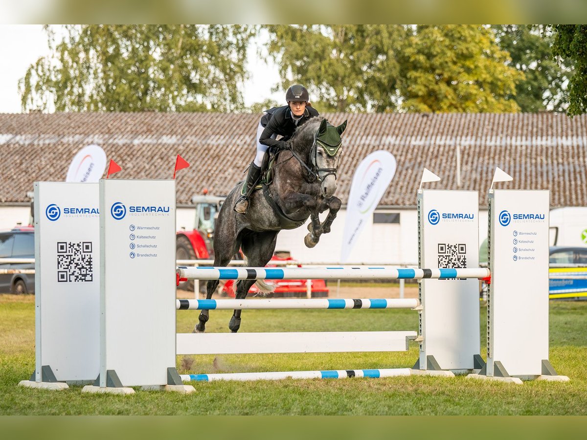 Holsteiner Jument 7 Ans 169 cm Gris in Wittingen