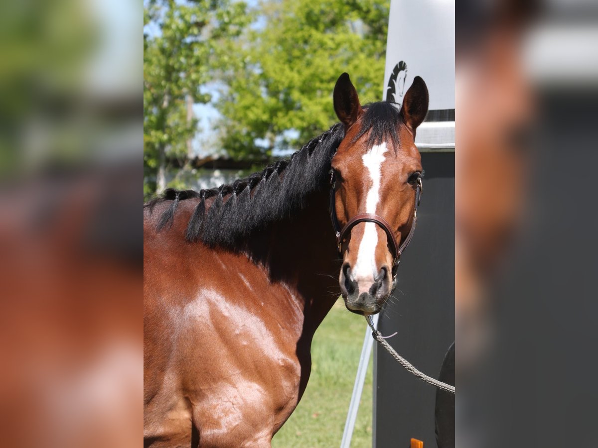 Holsteiner Jument 7 Ans 170 cm Bai in Lauchhammer