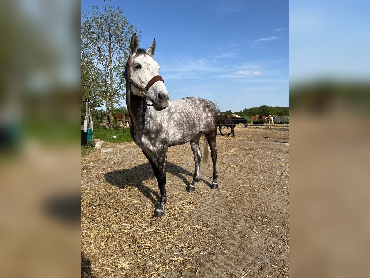 Holsteiner Jument 7 Ans 170 cm Gris in Weichs