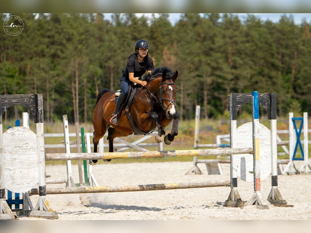 Holsteiner Jument 7 Ans 171 cm Bai in Barlinek Holsteiner Jument 7 Ans 171 cm Bai in Barlinek