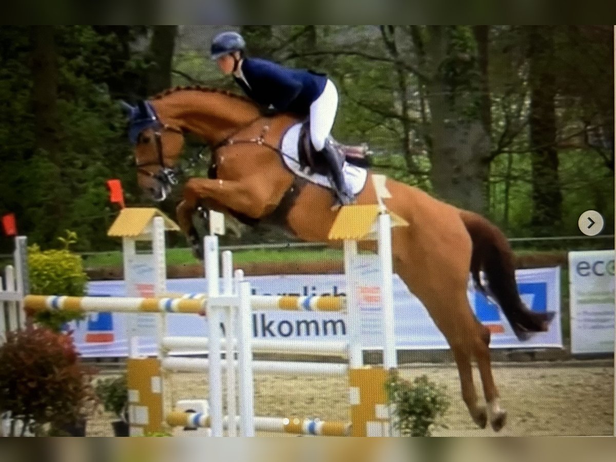 Holsteiner Jument 7 Ans 174 cm Alezan in Senden