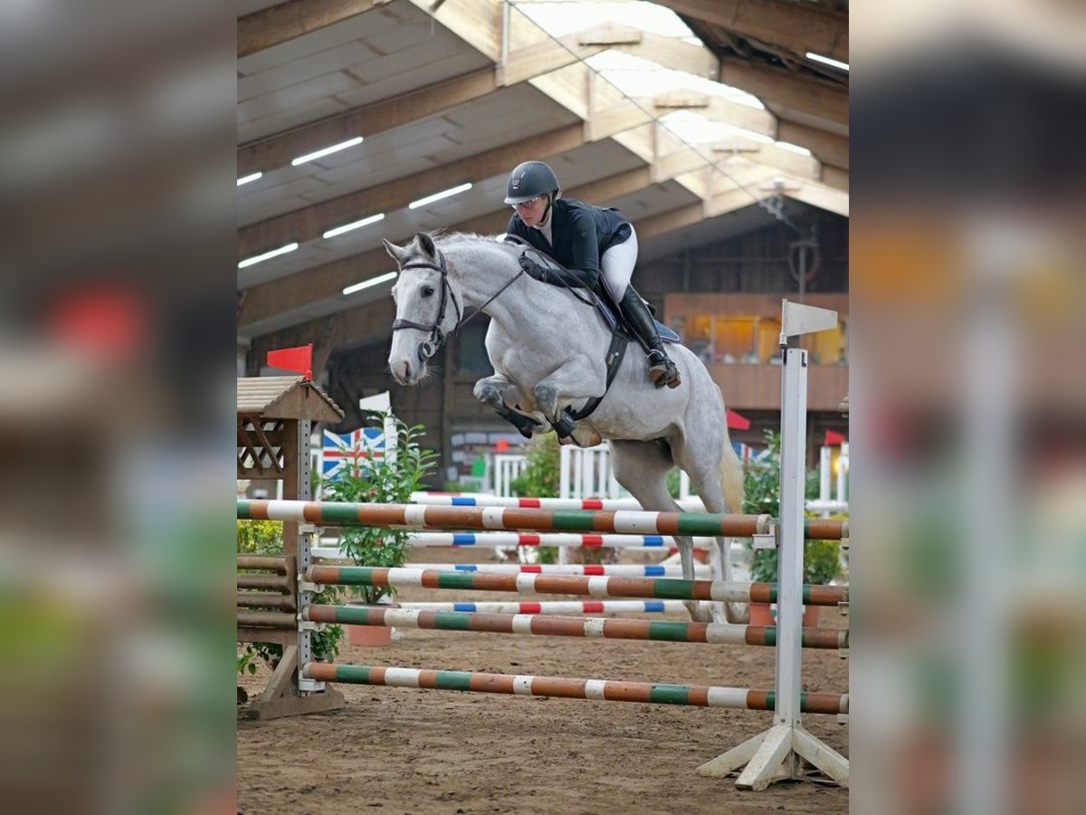 Holsteiner Jument 8 Ans 162 cm Gris pommelé in Albersdorf