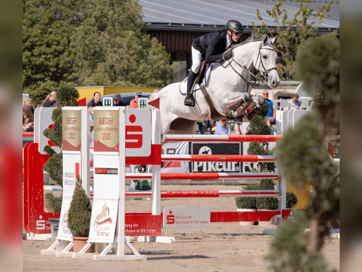 Holsteiner Jument 8 Ans 170 cm Gris in Wettrup