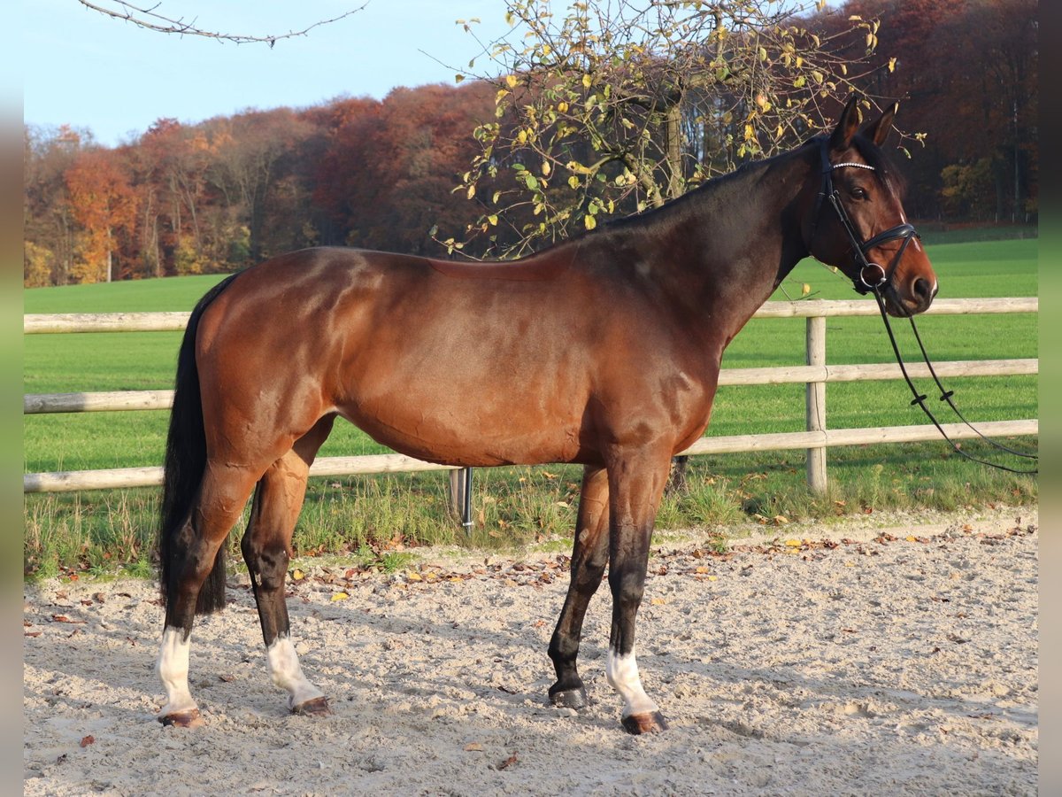 Holsteiner Jument 8 Ans 173 cm Bai in Osnabr&#xFC;ck