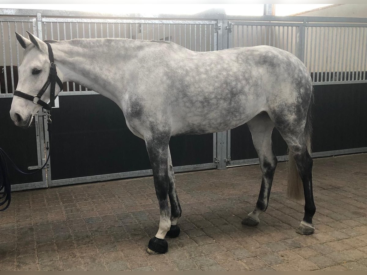 Holsteiner Jument 8 Ans 173 cm Gris in Goch