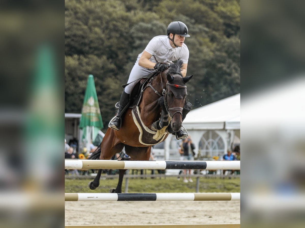 Holsteiner Jument 9 Ans 164 cm Bai brun in Wahrenholz