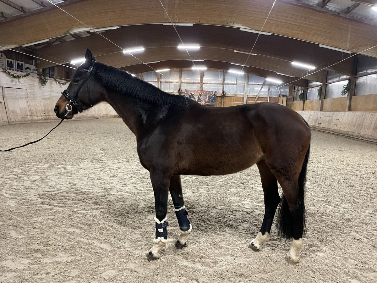 Holsteiner Jument 9 Ans 168 cm Bai in Lindenberg im Allgäu