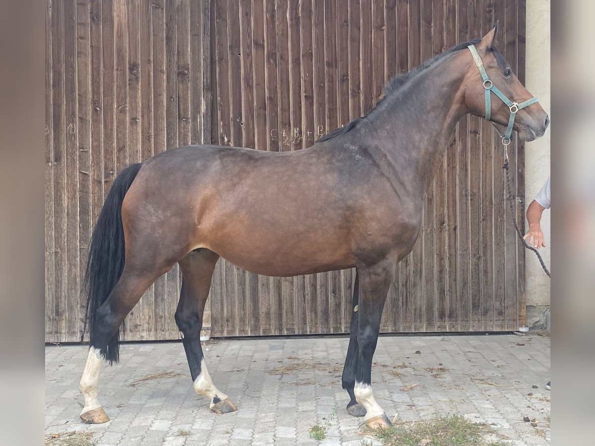 Holsteiner Jument 9 Ans 170 cm Bai brun in Traunreut