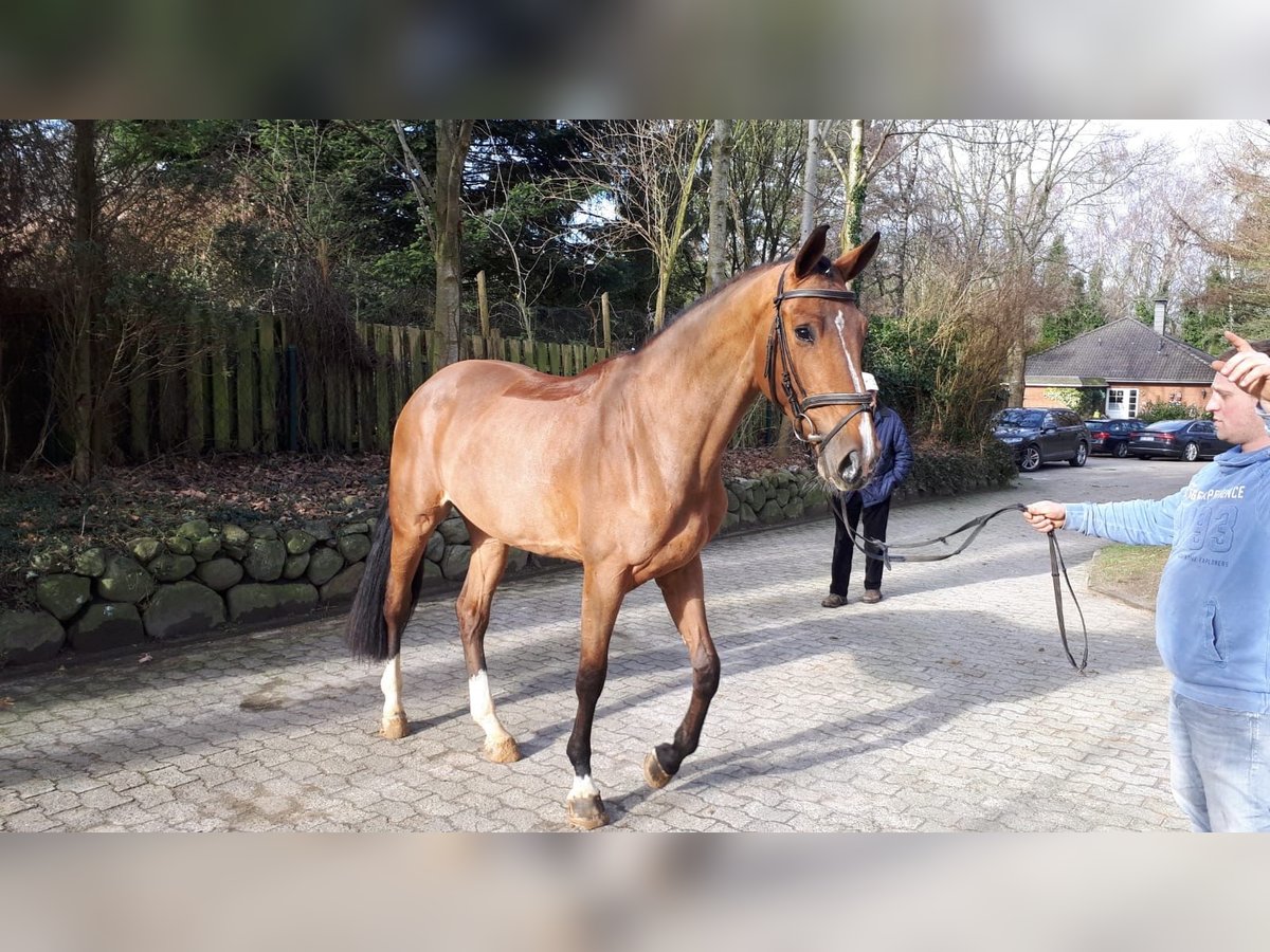 Holsteiner Jument 9 Ans 173 cm Bai in Malterdingen