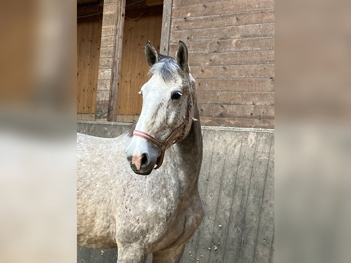 Holsteiner Jument 9 Ans 173 cm Gris in Mildstedt