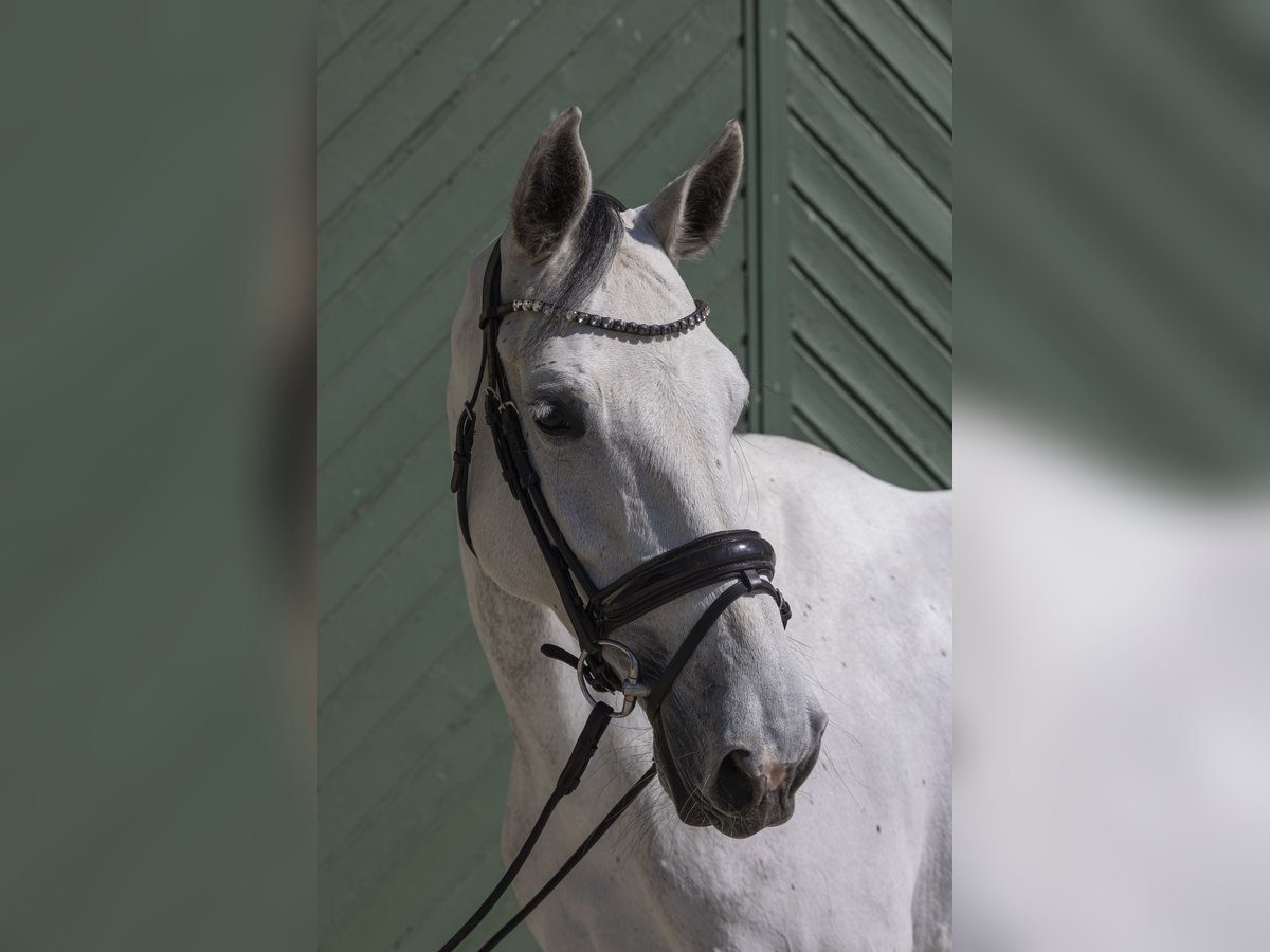 Holsteiner Jument 9 Ans 175 cm Gris in Pischertshofen
