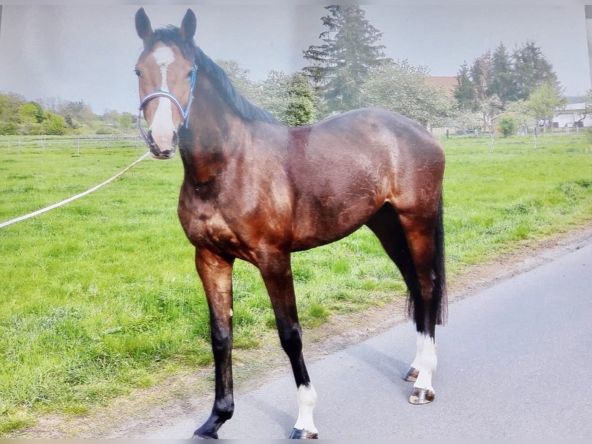 Holsteiner Jument 9 Ans Bai in Lich Holsteiner Jument 9 Ans Bai in Lich