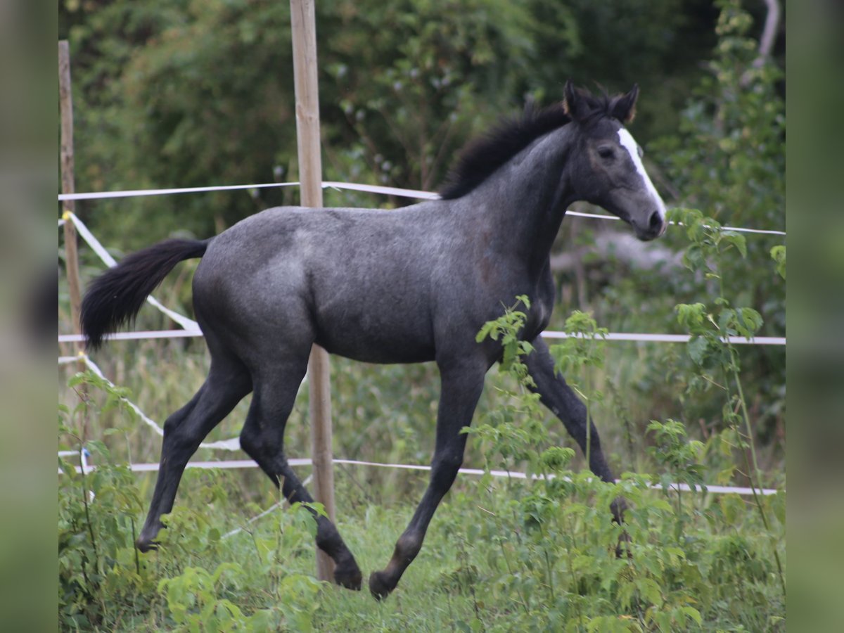 Holsteiner Jument  167 cm Gris in Góra Kalwaria