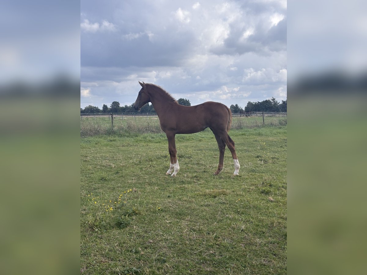 Holsteiner Jument Poulain (05/2025) Alezan brûlé in Haseldorf
