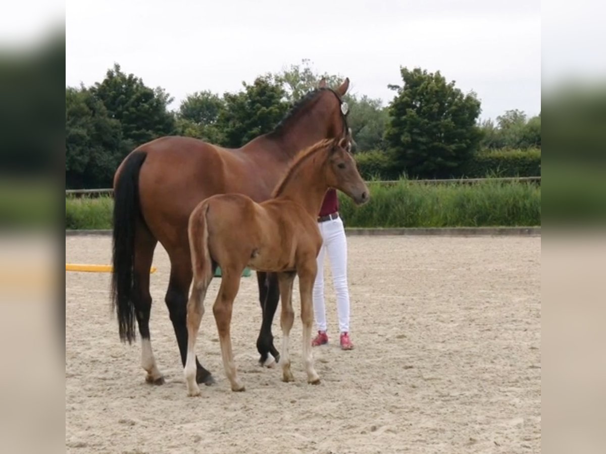 Holsteiner Jument Poulain (05/2025) Alezan brûlé in Haseldorf