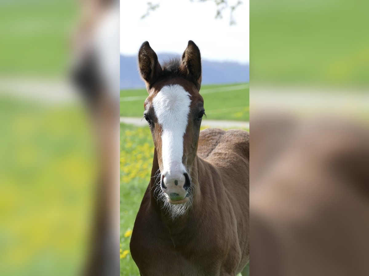 Holsteiner Jument  Bai brun in Zell unter Aichelberg