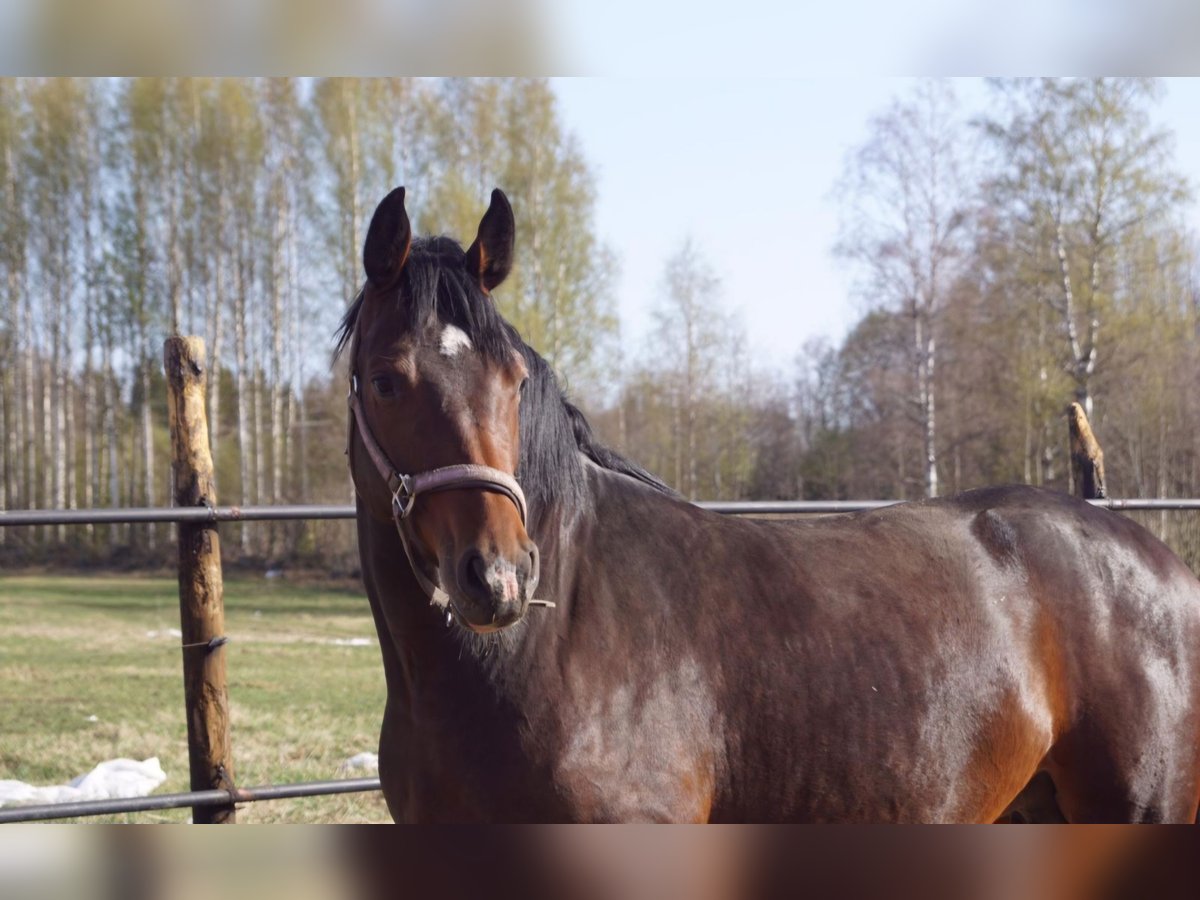 Holsteiner Merrie 10 Jaar 165 cm in Malente