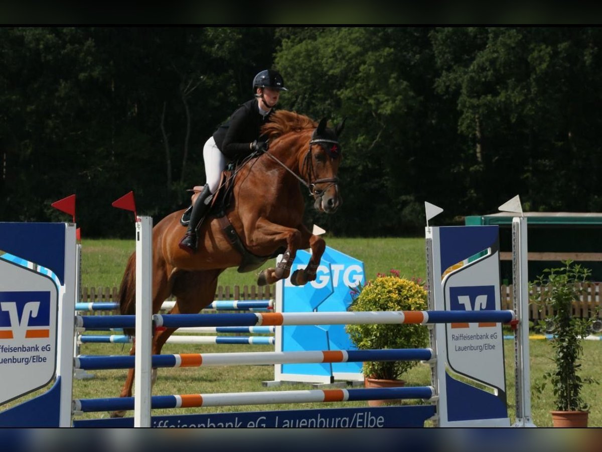 Holsteiner Merrie 10 Jaar 167 cm Vos in Lübeck