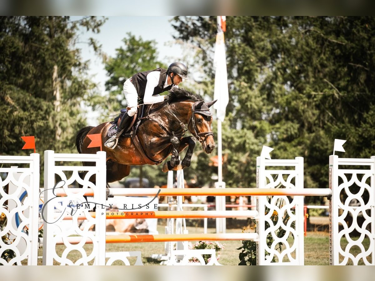 Holsteiner Merrie 10 Jaar 168 cm Bruin in Oberuckersee