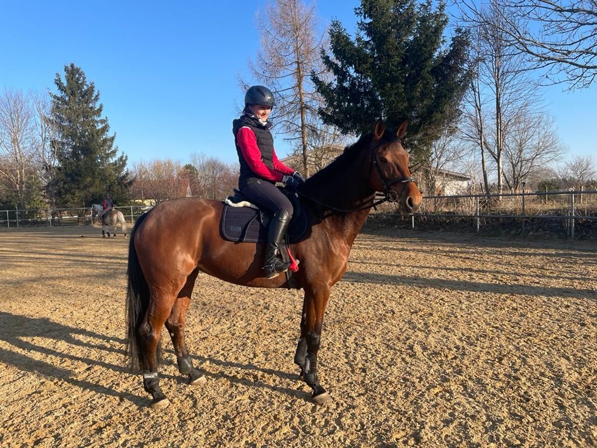 Holsteiner Merrie 10 Jaar 170 cm Bruin in Moorenweis