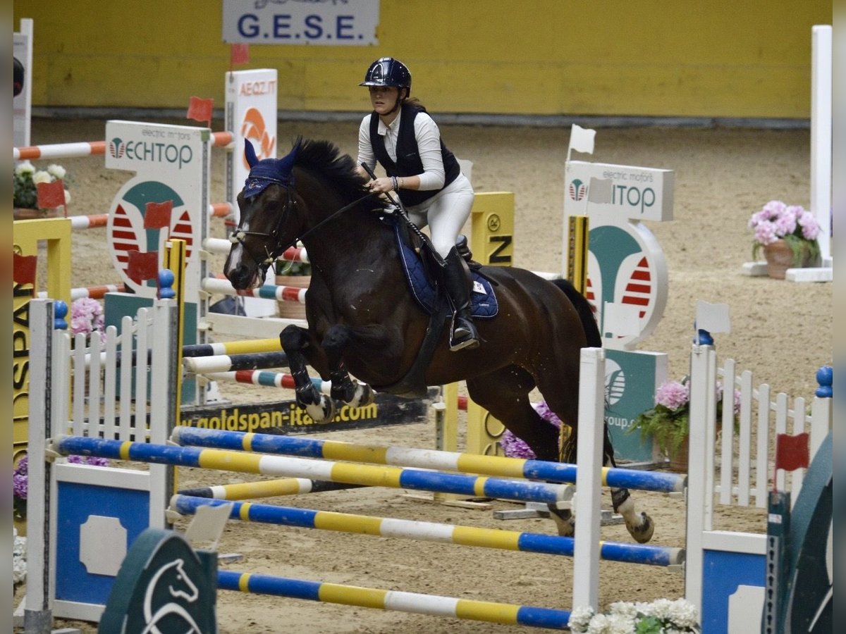 Holsteiner Merrie 10 Jaar 171 cm Zwartbruin in Modena