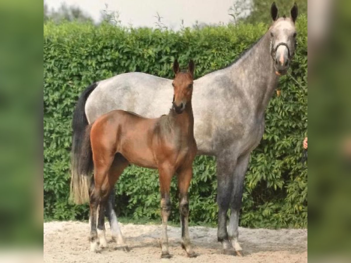 Holsteiner Merrie 10 Jaar 172 cm Schimmel in Namur