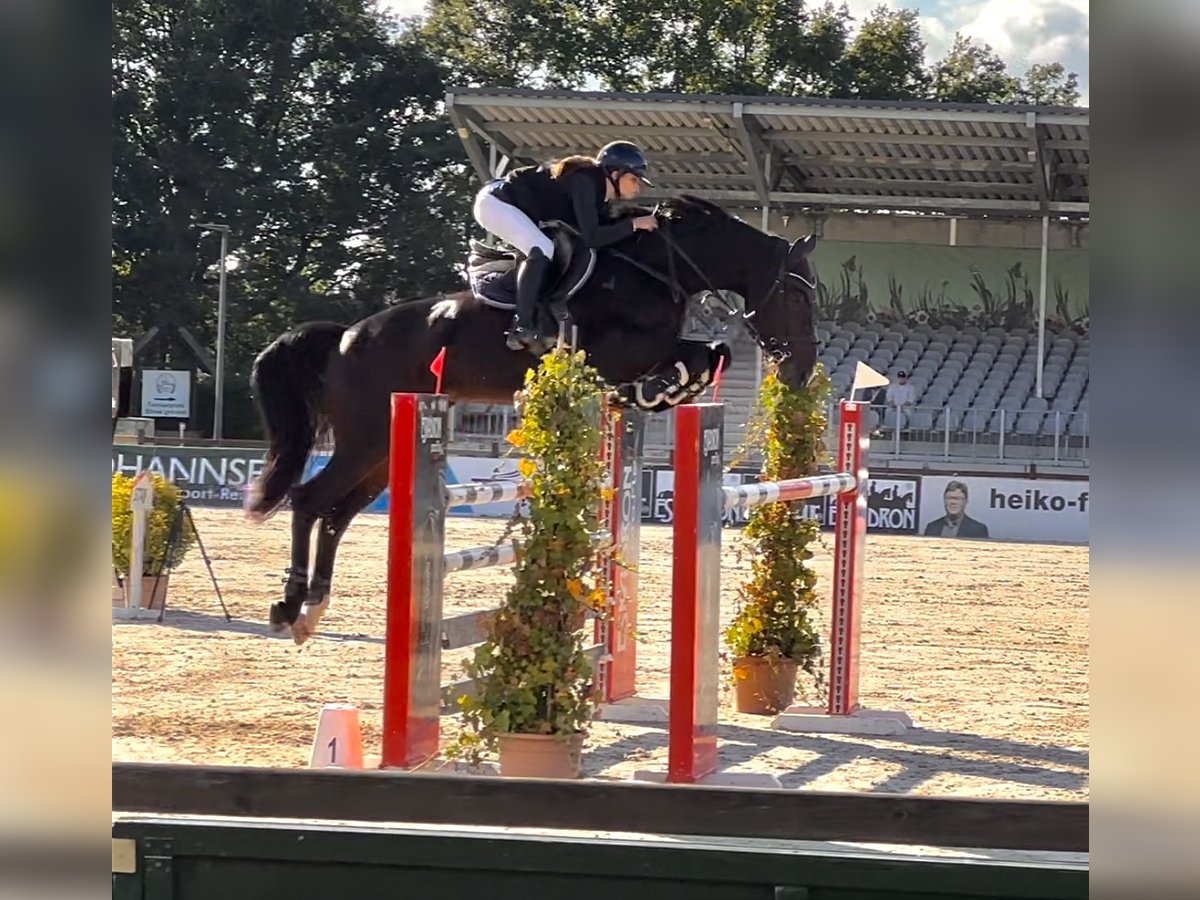 Holsteiner Merrie 10 Jaar 175 cm Donkerbruin in Grambek