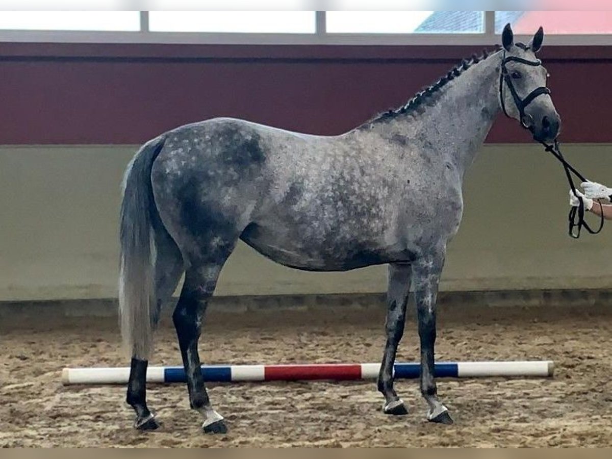 Holsteiner Merrie 11 Jaar 167 cm Schimmel in Golzow