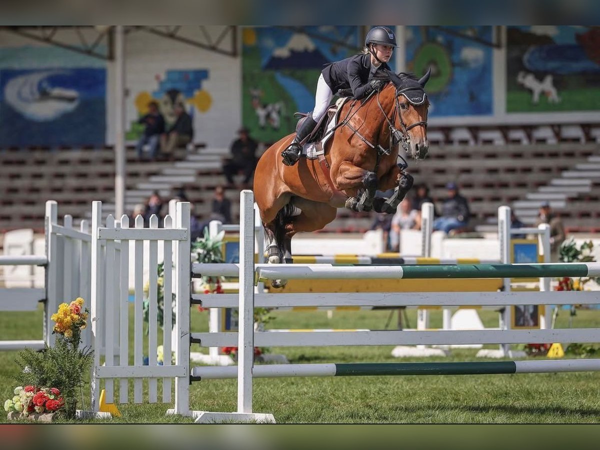 Holsteiner Merrie 11 Jaar 168 cm Bruin in Hochdonn