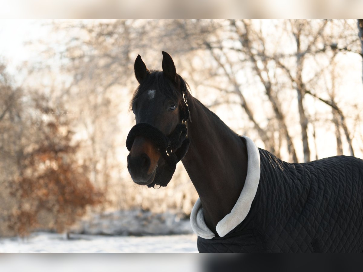 Holsteiner Merrie 11 Jaar 172 cm Donkerbruin in Neunkirchen