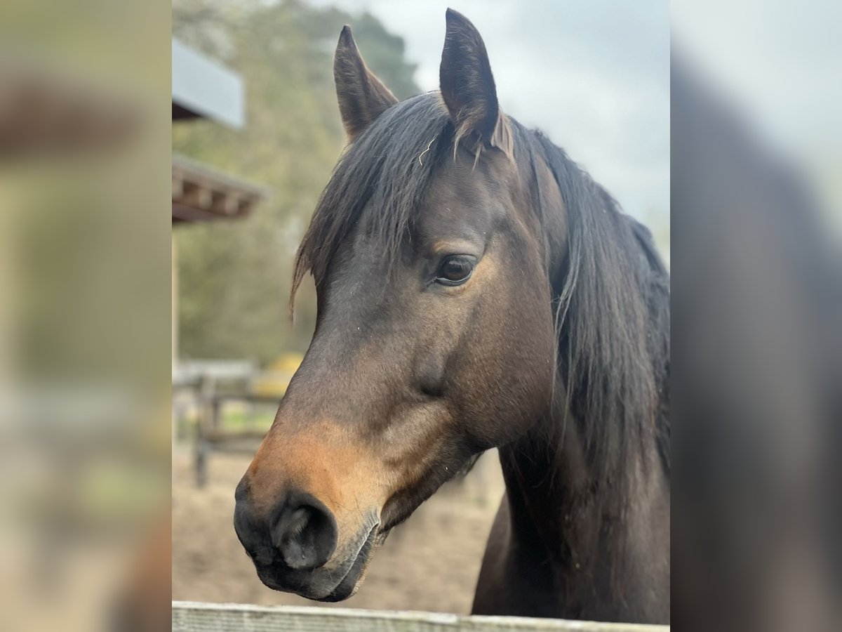 Holsteiner Merrie 11 Jaar Donkerbruin in H&#xF6;velhof