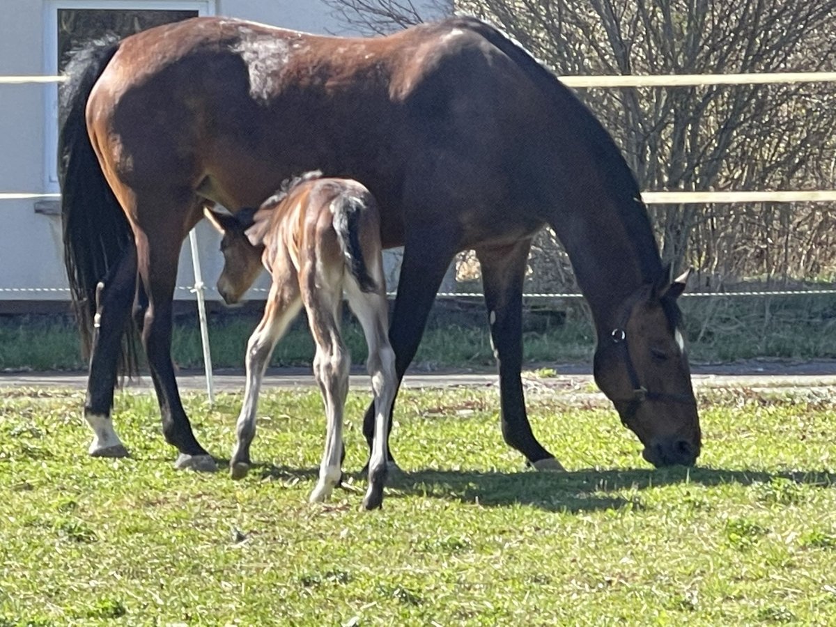 Holsteiner Merrie 12 Jaar 169 cm Bruin in MünsingenMünsingen