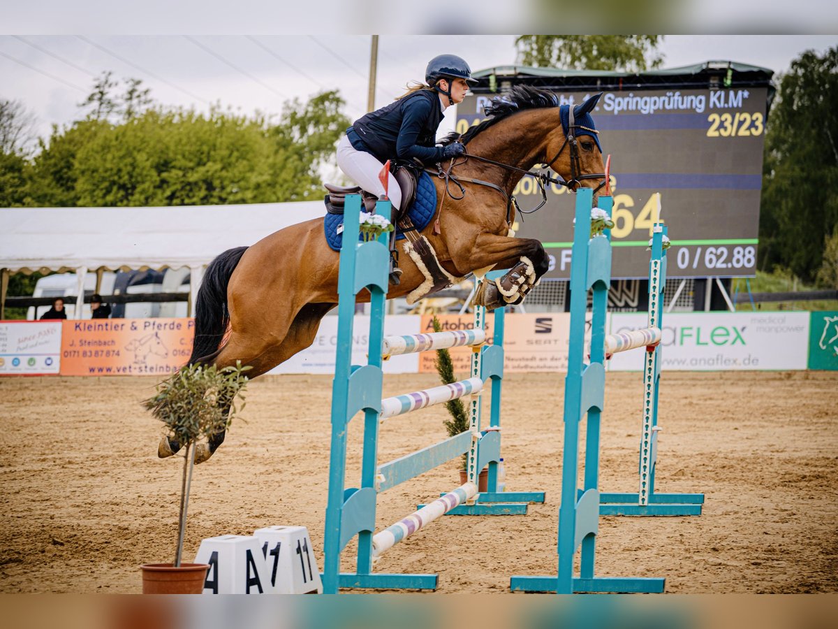 Holsteiner Merrie 13 Jaar 160 cm Bruin in Marktheidenfeld