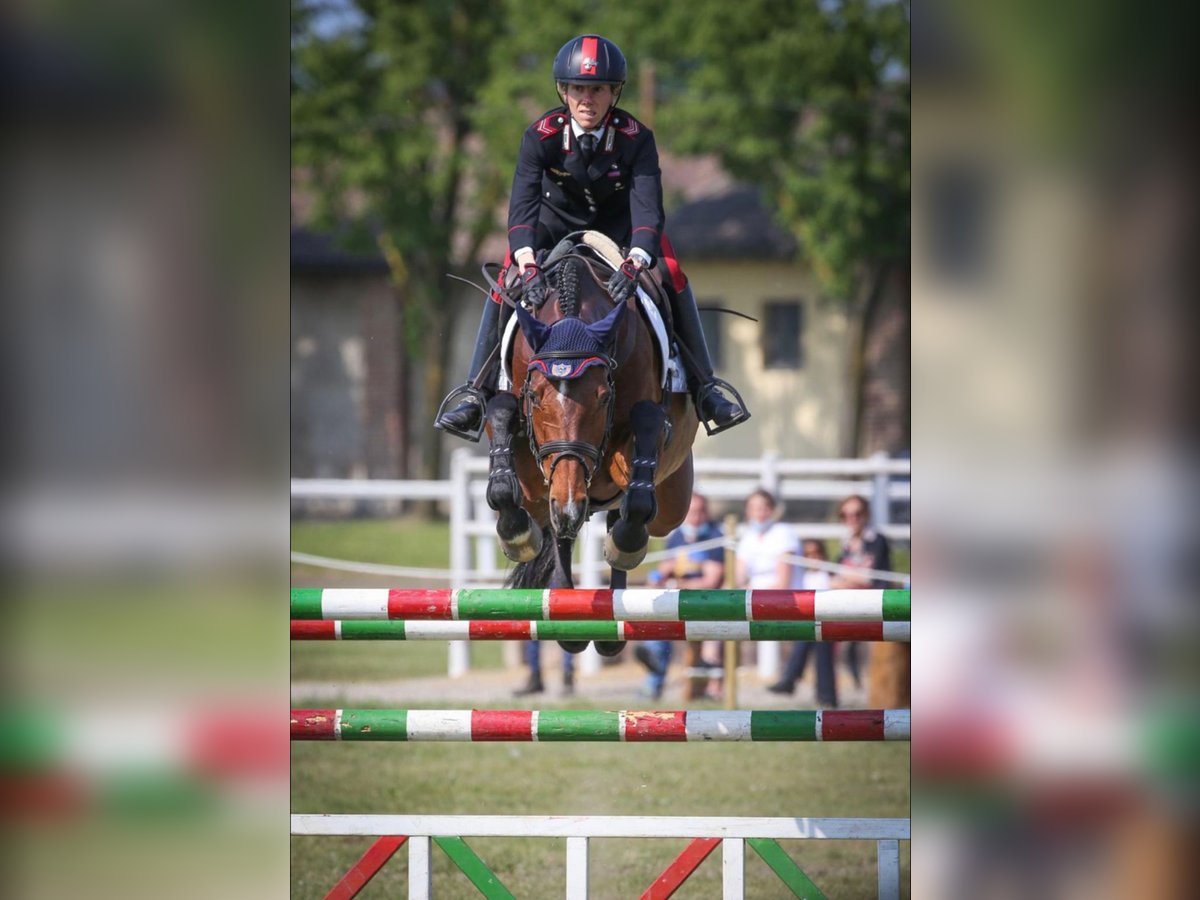 Holsteiner Merrie 13 Jaar 165 cm Roodbruin in Vairano Di Vidigulfo