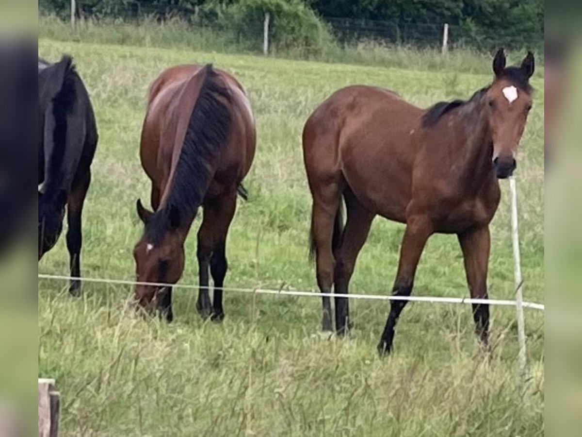 Holsteiner Merrie 13 Jaar 169 cm Bruin in Eichenzell